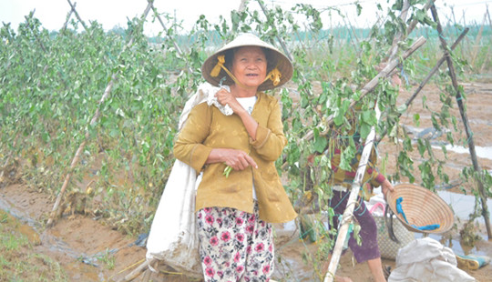 Nông dân vùng “rốn” lũ và những mong ước đầu Xuân