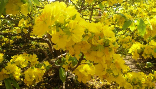 Chiêm ngưỡng vườn Mai vàng bạc tỷ ngày Xuân
