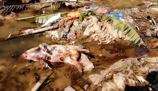 Hà Tĩnh:  Người dân hoang mang vì lợn chết vứt đầy kênh bốc mùi hôi thối