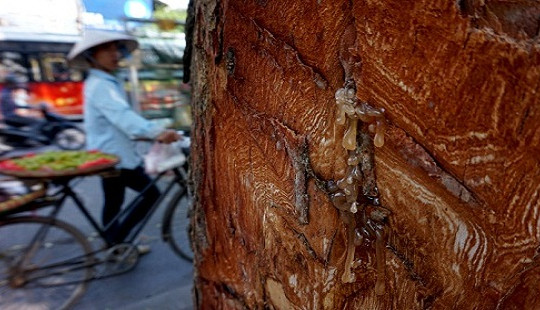Hơn 30 cây xà cừ bị lột vỏ tại đường Láng: Có dấu hiệu vi phạm pháp luật