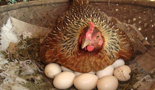 Cà Mau: Thực hư thông tin người phụ nữ tử vong do bị gà mổ vào tay