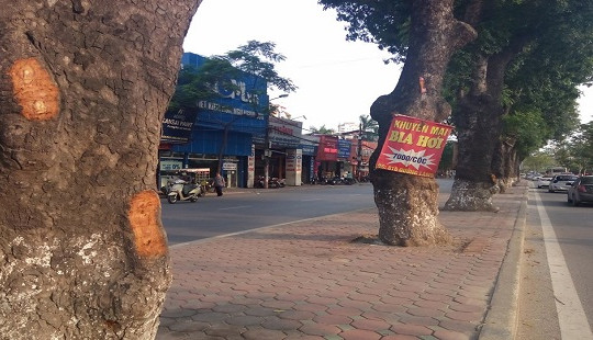 Người lột vỏ cây xà cừ chữa bệnh cho vợ bị xử phạt thế nào?