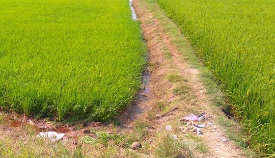 Long An: Phát hiện xác chết bên ruộng lúa