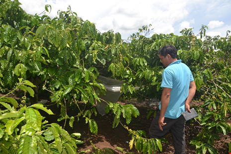 Truy bắt đối tượng hiếp dâm bé gái chăn bò
