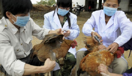 Bộ Y tế ra công văn khẩn cảnh báo cúm gia cầm tiến sát biên giới