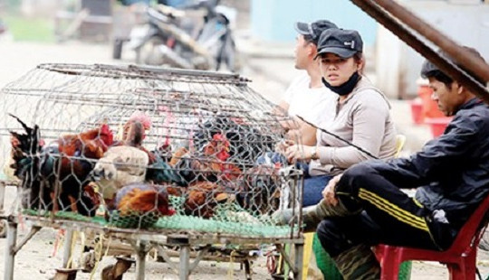 Nguy cơ cúm A/H7N9 tràn vào Việt Nam: Căng mình chống gà “bẩn”