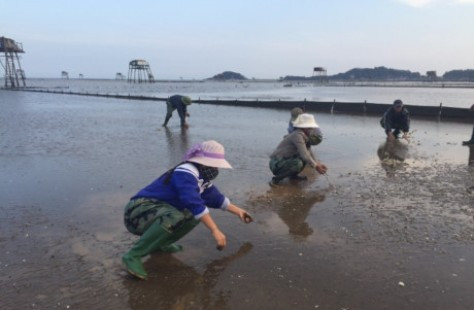 Thanh Hóa: Công bố nguyên nhân ngao chết hàng loạt