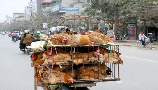 Phát hiện vi rút cúm A/H7N9 độc lực cao