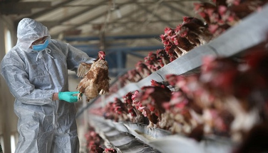 Cảnh báo virus cúm A/H7N9 thay đổi độc lực cao ở gia cầm