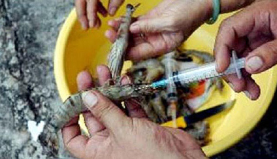 Kiên Giang: Bắt quả tang cơ sở thu mua thuỷ sản bơm tạp chất vào tôm nguyên liệu