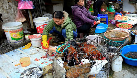 Hà Nội: Công bố đường dây nóng về dịch cúm gia cầm