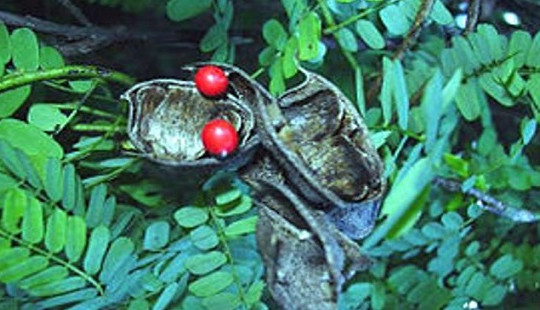 Bộ Y tế đề xuất danh mục dược liệu độc sử dụng làm thuốc