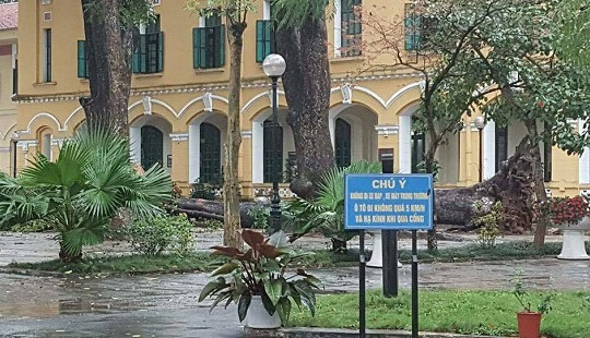 Cây xà cừ bật gốc trong sân trường đè gãy chân, tay nữ sinh