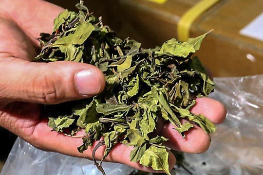 Xử lý nghiêm hành vi tàng trữ, vận chuyển, mua bán, chiếm đoạt lá khát