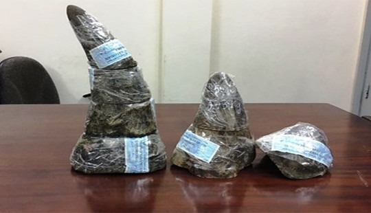 Khởi tố 2 hành khách giấu 5kg sừng tê giác Châu Phi trong hành lý