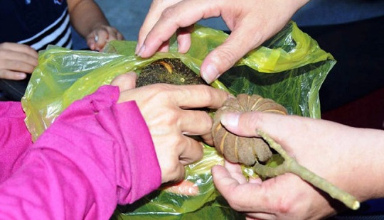Không trồng cây, hoa có độc trong trường học