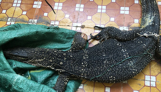 Phát hiện cá thể kỳ đà nặng gần 6kg trên tàu khách