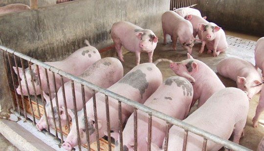 Bốn giải pháp trước mắt "giải cứu" đàn lợn tồn trong dân của Bộ Công Thương