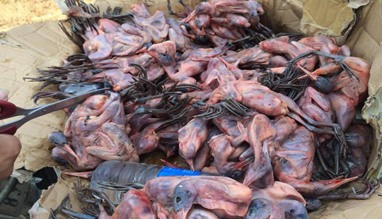 Nghệ An: Bắt vụ vận chuyển hàng trăm con chim không rõ nguồn gốc trên xe khách