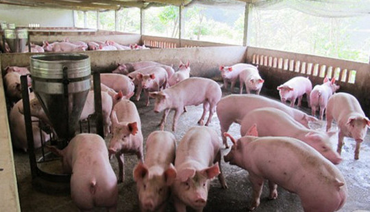 “Giải cứu” ngành chăn nuôi lợn: Ngân hàng vào cuộc