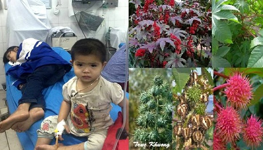 Tuyên Quang: 5 học sinh bị ngộ độc hạt thầu dầu