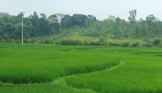 Yêu cầu thúc đẩy tích tụ đất đai, tái cơ cấu ngành nông nghiệp