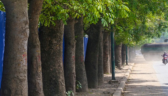 “Nỗi oan” xà cừ