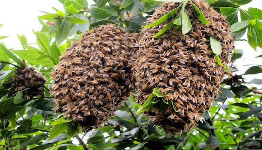 Bị ong rừng tấn công, 14 người phải đến trạm y tế điều trị
