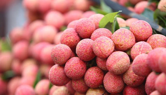 Tuần lễ vải thiều Lục Ngạn tại Hà Nội