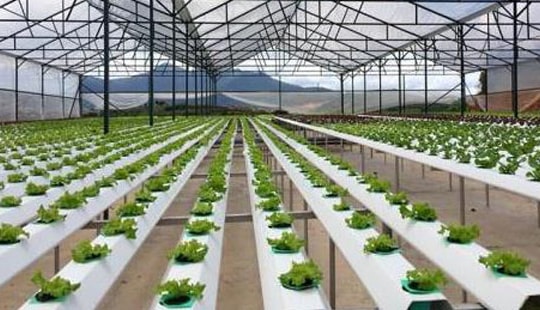 Chính sách tín dụng thúc đẩy nông nghiệp công nghệ cao