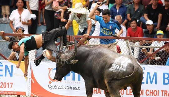 Lễ hội chọi trâu Đồ Sơn bỏ vòng đấu loại, chỉ tổ chức vòng chung kết