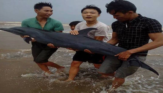 Phát hiện cá heo nặng 50kg bị mắc cạn ở ven biển