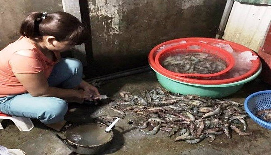 Hà Nội: Bắt quả tang chủ cơ sở bơm tạp chất vào tôm