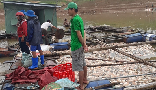 Vụ cá chết ở Kon Tum: Tỉnh đề nghị Thủy điện Yaly hỗ trợ 2,4 tỉ đồng cho các hộ dân