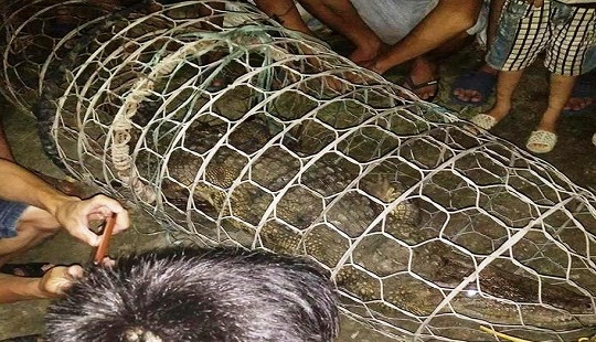 Hà Nội: Một người dân bắt được cá sấu nặng 30kg trên sông Tích