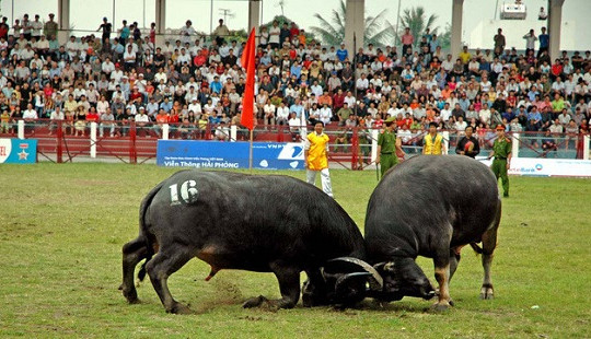 Bộ VHTTDL phê duyệt Kế hoạch tăng cường quản lý lễ hội Chọi trâu