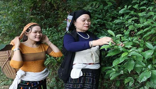 Bí ẩn bài thuốc nam gia truyền bà Quynh chữa bệnh ung thư