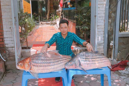 Cặp cá trà sóc nặng gần 1 tạ bắt từ Campuchia đưa về Hà Nội