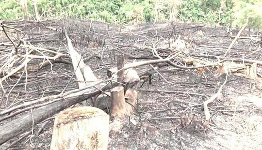 Cách chức hàng loạt cán bộ liên quan vụ phá rừng ở Quỳ Hợp