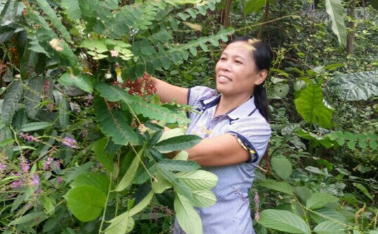 Lương y Triệu Thị Hòa – “Thần y” trị bệnh xương khớp: thoái hóa, thoát vị