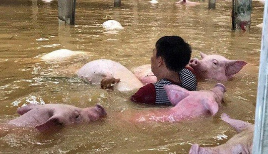 Thanh Hóa: Bất lực nhìn đàn lợn gần 4.000 con chết trong dòng nước lũ
