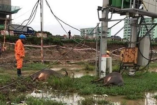 Hỗ trợ 60 triệu đồng cho gia đình có 5 con trâu bị điện giật chết