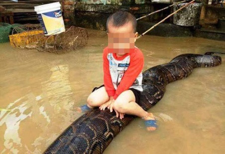 Phạt hộ nuôi trăn khổng lồ gây "bão" mạng