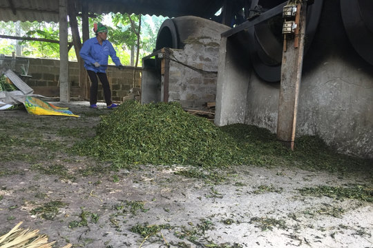 Xác minh thông tin làm chè bẩn ở Phú Thọ, Tuyên Quang