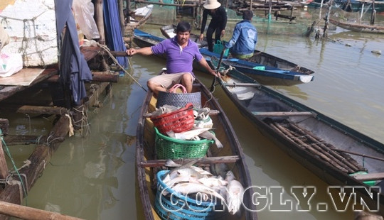 Người dân Thuận An “trắng tay” vì cá nuôi lồng bất ngờ chết hàng loạt