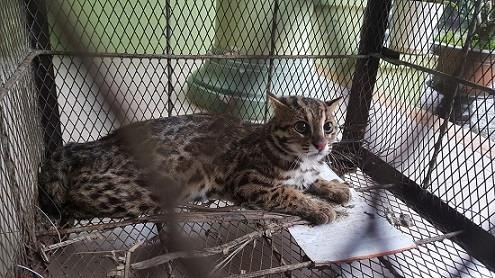 Giải cứu một cá thể mèo rừng quý hiếm thả về thiên nhiên