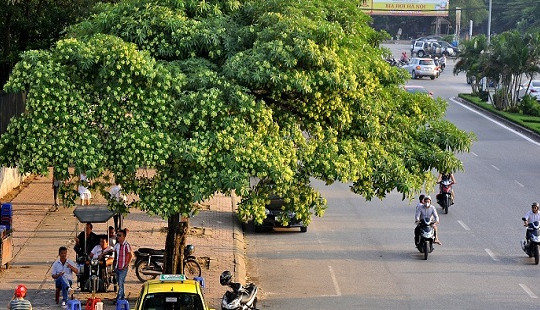 Hoa sữa đang "tra tấn" người Hà Nội