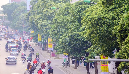 GS Nguyễn Anh Trí: Nhiều nơi đã chặt bỏ hoa sữa, Hà Nội đến khi nào?