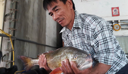 Câu được cá lạ nghi cá sủ vàng quý hiếm