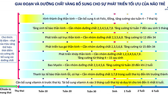 Dinh dưỡng vàng phát triển tối ưu não bộ trong những năm tháng đầu đời